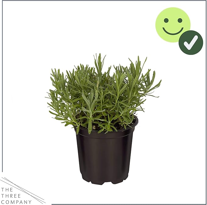 Live Herb - Lavender (4 Per Pack), Aromatic and Health Enhancer, Natural Sleep and Stress Relief, 6" Tall by 4" Wide in 1 Pint Pot