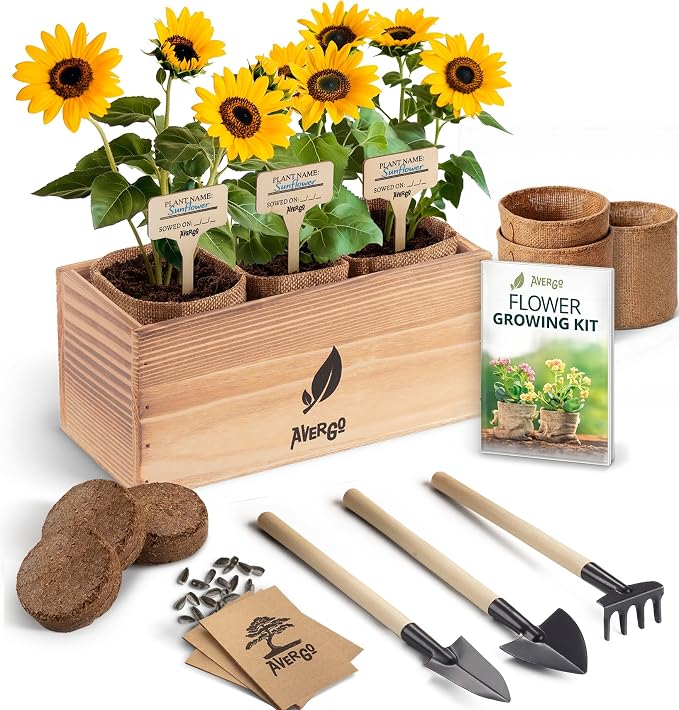 AVERGO Sunflower Seeds Growing Kit | Complete Seed and Plant Indoor & Outdoor Kit with Sunflower Seeds for Planting – Ideal for Planting Sun Flowers at Home