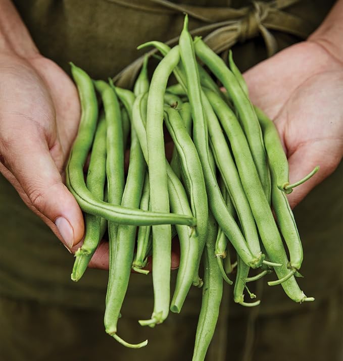 Burpee Blue Lake 274 Bush Bean Seeds 2 ounces of seed