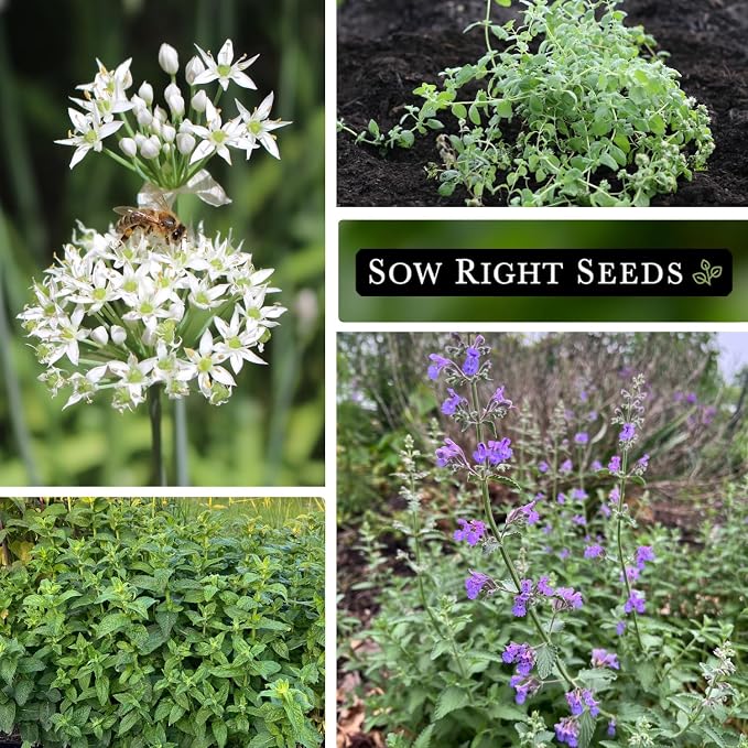 Sow Right Seeds - Perennial Herb Garden Seed Collection - Mint, Lavender, Sage, Common Chives, Lemon Balm, Garlic Chives, Thyme, Peppermint, Oregano and Marjoram - Non-GMO Heirloom Seeds for Planting