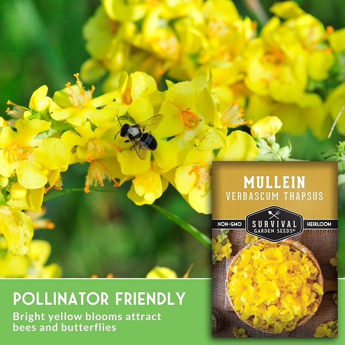 Mullein Seeds for Planting - Verbascum Thapsus Medicinal Biennial Herb with Tall Yellow Flowers - Heirloom Non-GMO Open Pollinated Pollinator Friendly - Survival Garden Seeds (5 Pack)