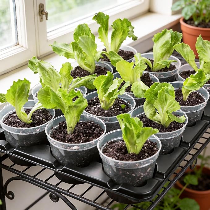 homenote 4 Inch Seed Starter Trays 2 Pack, 12-Cell | With Grow Light, Humidity Dome, 24 Pcs 4" Nursery Pots, Plastic Germination Kit