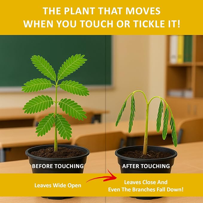 TickleMe Plant Seeds (2-Pack) – Touch-Sensitive Plant that Closes Leaves When Touched – Easy Indoor House Plant Seeds – Fun Educational Activity for Kids & Adults