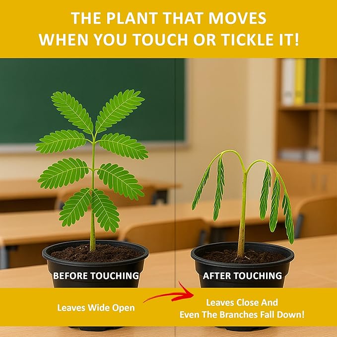 Zombie Plant Seed Packets – Grow a Live Plant that Plays Dead When Touched! Unique Indoor Gardening Gift for Men, Dads, Gardeners & Plant Lovers, Educational STEM Activity – 2 Pack