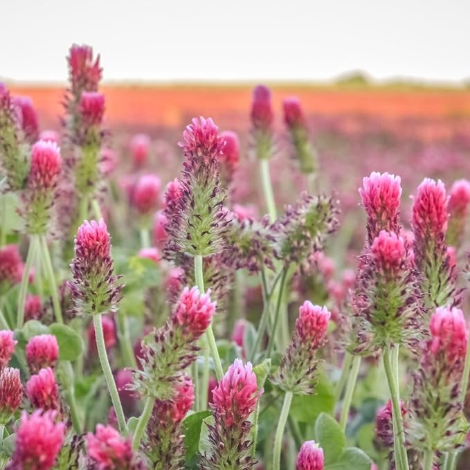 Mountain Valley Seed Co Crimson Clover Seed—25 Lb, 1,160,000 Seeds Non-GMO | Cover Crops, Pasture, Hay, Wildlife Forage, Pollinator Attraction & Green Manure – Legume for Planting