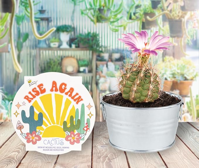 Buzzy Seeds Cactus, Moss Rose & Aloe Grow Kit 3-Pack - Ceramic Planter - Complete Indoor Gardening Kit with Seeds, Coconut Husk Growing Medium & Genuine Pots - 100% Grow Guarantee