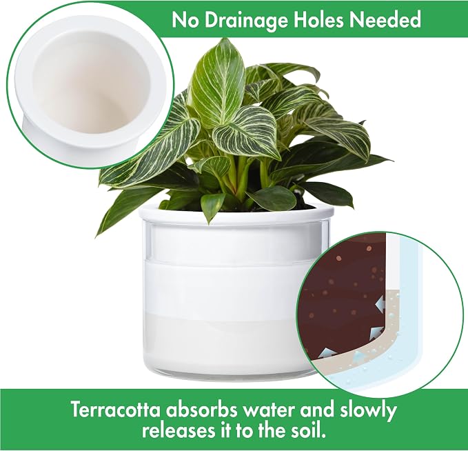 Phoenix Vine 6 Inch Self Watering Planter, Design White Terracotta Pot for Plants, Indoor Cylinder Terra Cotta Pot with Glass Vase, Set of 1, 51-B-F-1