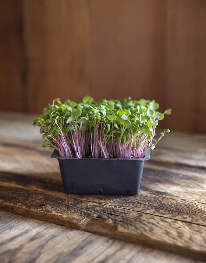 Rainbow Radish Sprouting Seed Mix | Heirloom Non-GMO Seeds for Sprouting & Microgreens | Contains Red Arrow, Purple Triton & White Daikon Radish Seeds 1 LB Resealable Bag | Rainbow Heirloom Seed Co.