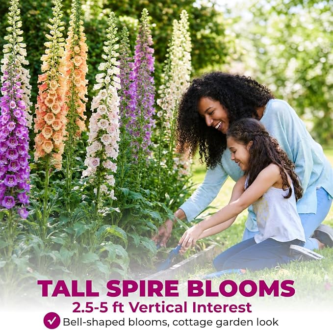 350,000+ Common Foxglove Seeds for Planting - Digitalis Purpurea Seeds, Tall Ornamental Flower Seeds for Outdoor Cottage and Pollinator Gardens