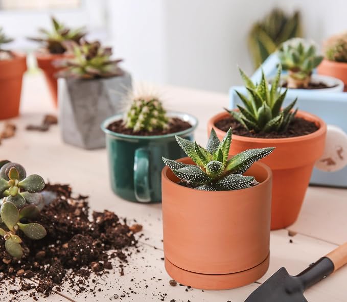 D'vine Dev X-Small 4 Inch Terracotta Plant Pots with Drainage Hole and Saucer, Round Cylinder Planter Pot for Indoor Plants, Set of 2, 40-X-B-1
