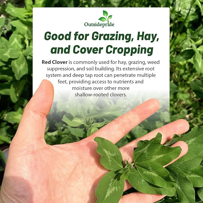 Outsidepride Perennial Red Clover Seeds - 5 lbs. Self-Seeding, Nitrocoated, Inoculated for Lawn, Yard, Forage, Pasture, Hay, Nitrogen Fixation, Soil Improvement & Crop Rotation Programs