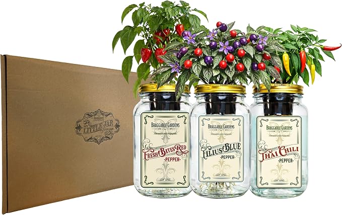 Micro Pepper Mason Jar Garden Kit (3 Pack) – Thai Chili, Filius Blue & Mini Red Bell Pepper – Indoor Hydroponic Pepper Grow Kit – Windowsill Vegetable Garden Starter Kit