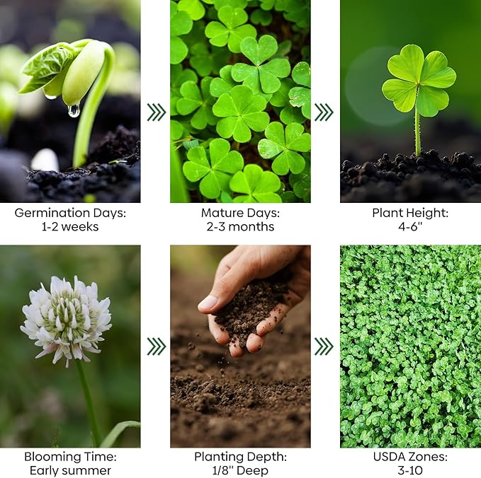 Groundio Mini White Clover Seeds, 1LB | 4-6 Inch Tall Perennial Dwarf Dutch Clover, Trifolium Repens, Low-Maintenance Ground Cover, Nitro Coated and Inoculated