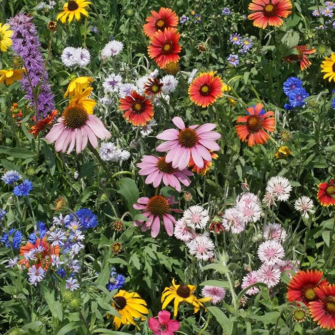 Eden Brothers Native Northeast Wildflower Seed Mix, 1oz, 17 Wild Flower Seed Varieties, 100% Pure Seed No Fillers, Bulk Wildflower Seeds for Planting Outdoors, Attracts Pollinators & Hummingbirds