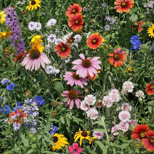 Eden Brothers Native Northeast Wildflower Seed Mix, 1oz, 17 Wild Flower Seed Varieties, 100% Pure Seed No Fillers, Bulk Wildflower Seeds for Planting Outdoors, Attracts Pollinators & Hummingbirds
