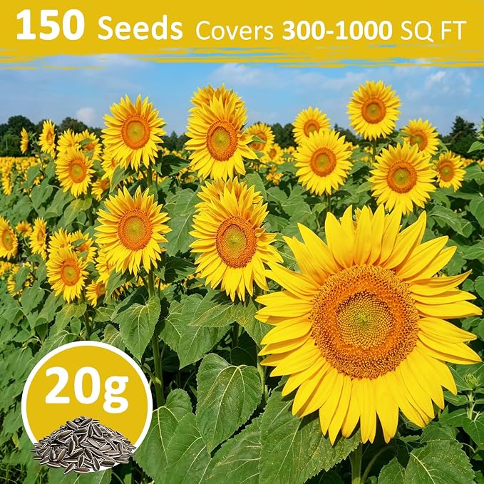 150+ Sunflower Seeds for Planting – Giant Mammoth Sunflower Seeds, Extra Tall Large Blooms, Open Pollinated, Easy to Grow Flower Seeds for Garden, Outdoor Planting & Landscaping 0.7 Oz