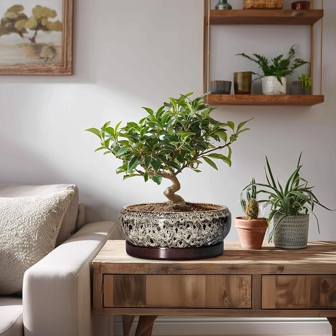 Bonsai Pots - 8 Inch Ceramic Pots for Plants with Drainage Hole and Saucer, Round Succulent Pot, Bonsai Planters Indoor Outdoor, Shallow Planter Bowl, Patio Decor, Gardening Gift, White
