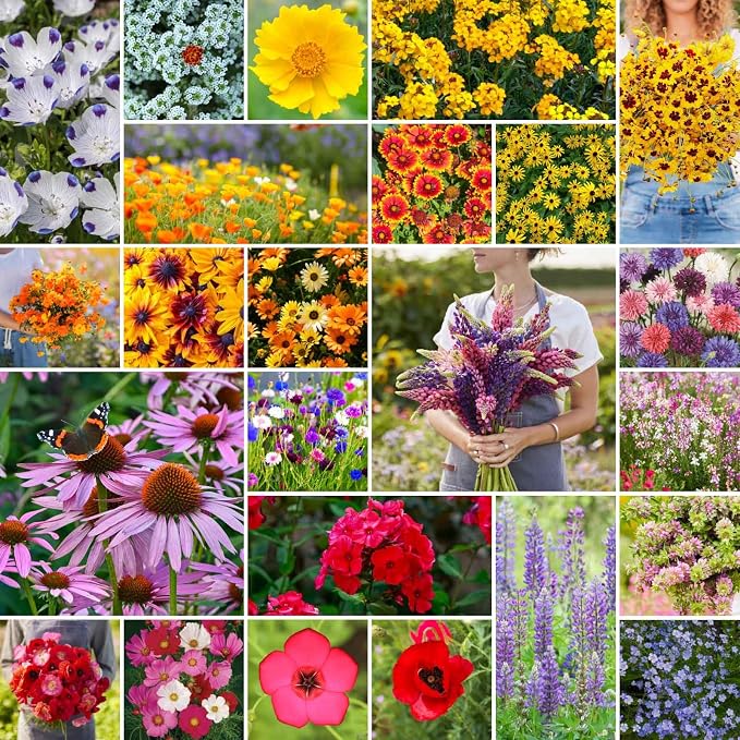 Eden Brothers Southeast Wildflower Mixed Seeds for Planting, 1/4 lb, 120,000+ Seeds with Cornflower, Blanket Flower | Attracts Pollinators, Plant in Spring or Fall, Zones 3, 4, 5, 6, 7, 8, 9, 10