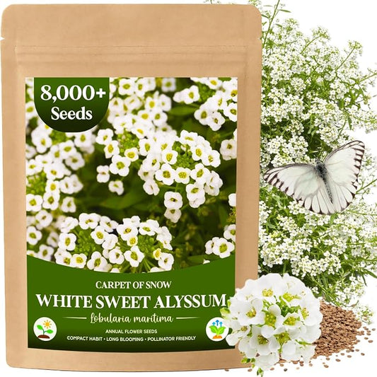 8000+ White Sweet Alyssum Seeds for Planting - Carpet of Snow Flower Seeds, Fragrant Annual Ground Cover, Lobularia Maritima for Garden Borders, Containers, Rock Gardens & Pollinator Habitats