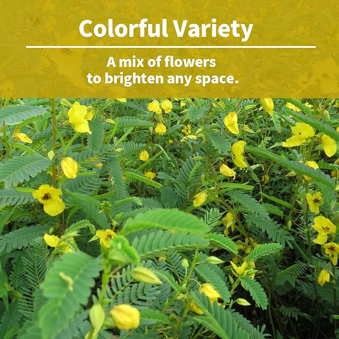 Chamaecrista Fasciculata Showy Partridge Pea Seeds - Decorative Garden Flowers Seeds