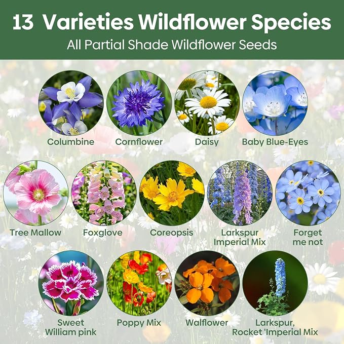 Groundio 23 Varieties Partial Shade Wildflower Seeds, Mixed Annual and Perennial Flower Seeds for Garden, Yard, Container Planting, 1 Ounce