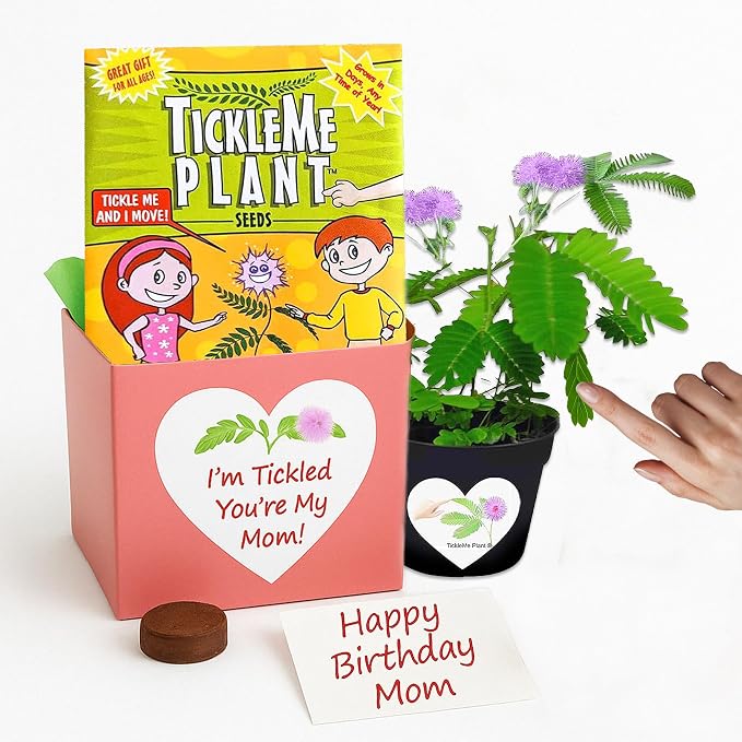 Birthday Gift for Mom – TickleMe Plant that Moves When Touched – Adult Plants Can Produce Pink Flowers – Unique Gift for Mom from Daughter, Son or Kids – Easy Indoor Grow Kit