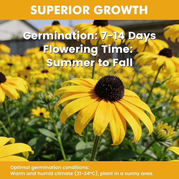 120,000+ Black Eyed Susan Seeds for Planting, Perennial Wildflower Seeds for Pollinator Gardens, Heirloom Flower Seeds to Plant Outside & Inside, Borders, Containers, Rudbeckia hirta