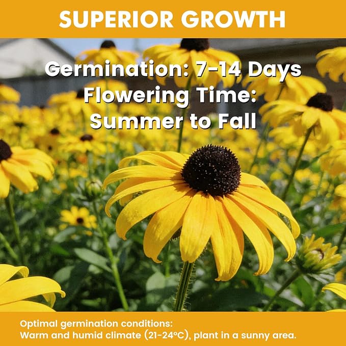 48000+ Black Eyed Susan Seeds for Planting, Perennial Wildflower Seeds for Pollinator Gardens, Heirloom Flower Seeds to Plant Outside & Inside, Borders, Containers, Rudbeckia hirta