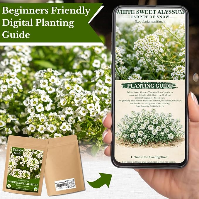8000+ White Sweet Alyssum Seeds for Planting - Carpet of Snow Flower Seeds, Fragrant Annual Ground Cover, Lobularia Maritima for Garden Borders, Containers, Rock Gardens & Pollinator Habitats