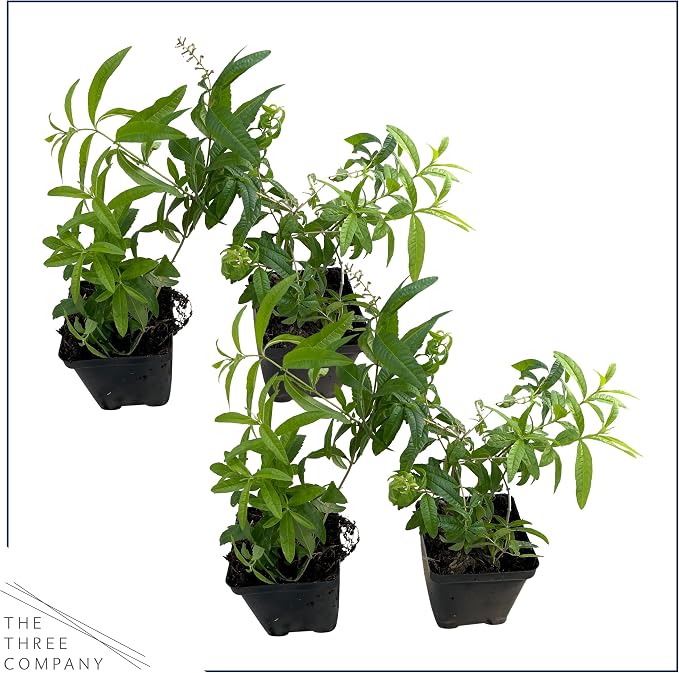 Live Herb - Lemon Verbena (4 Per Pack), Aromatic and Health Enhancer, Naturally Improves Sleep Quality, 6" Tall by 4" Wide in 1 Pint Pot