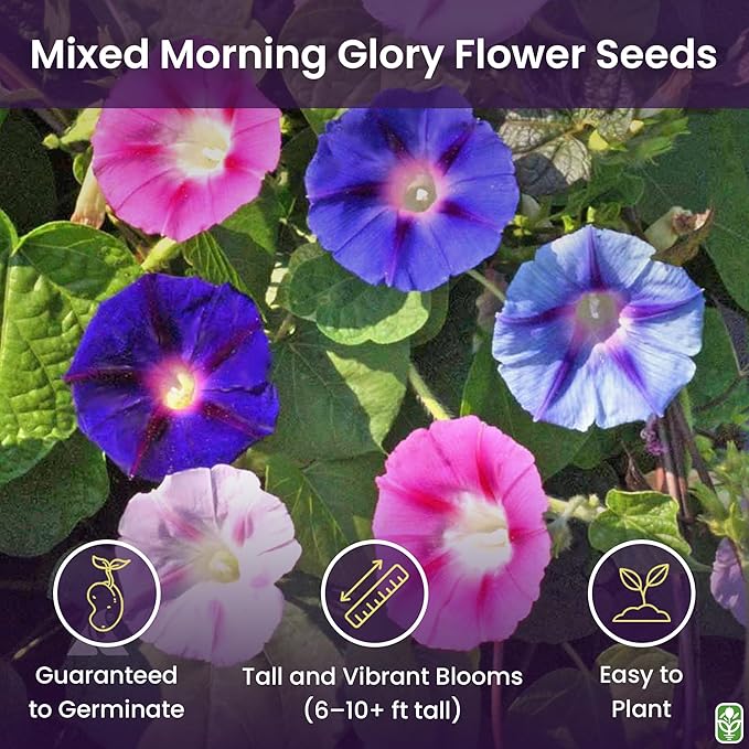 Mixed Morning Glory Seeds for Planting – Blue, Purple, White, and Rose Climbing Vine Flowers – Attracts Butterflies & Hummingbirds – Fast-Growing Vine – Grown in the USA