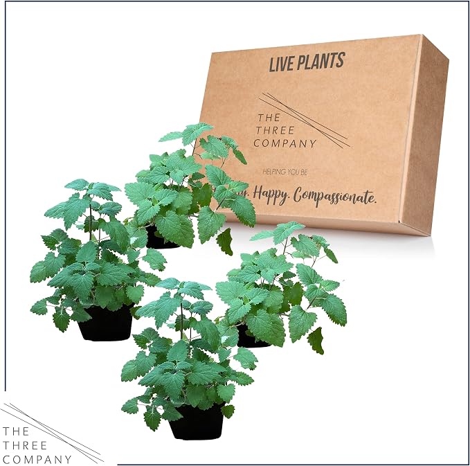 Live Herb - Catnip (Nepeta) (4 Per Pack), Aromatic and Cat Enrichment, Helps Reduce Cat Stress and Anxiety, 8" Tall by 4" Wide in 1 Pint Pot