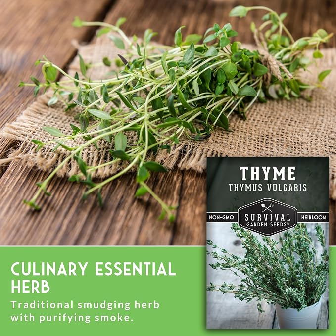 Thyme Seeds for Planting – Survival Garden Seeds (3 Packs) | English Thyme Seeds (Thymus Vulgaris) for Home Herb Gardens, Pots, and Kitchen Windowsills – Heirloom, Non-GMO