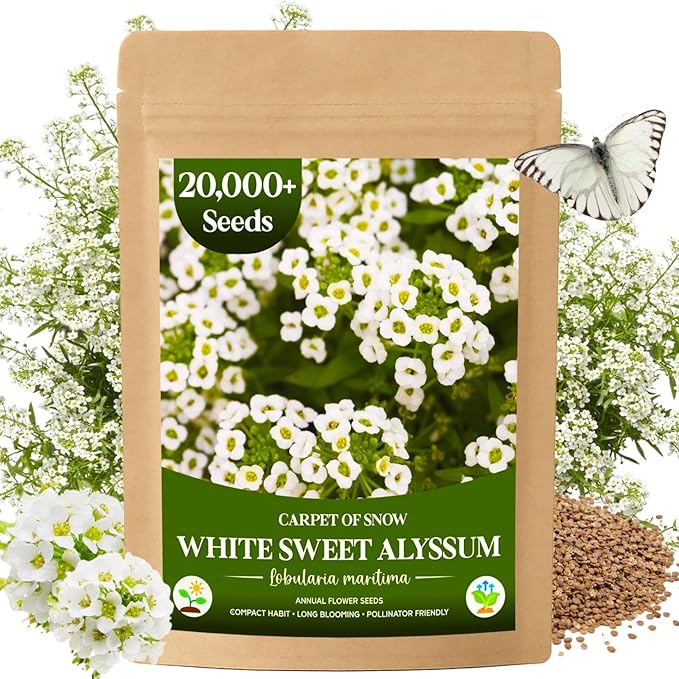 20,000+ White Sweet Alyssum Seeds for Planting - Pure White Carpet of Snow Flowers, Low-Growing Lobularia Maritima for Borders, Beds, Containers & Pollinator Gardens