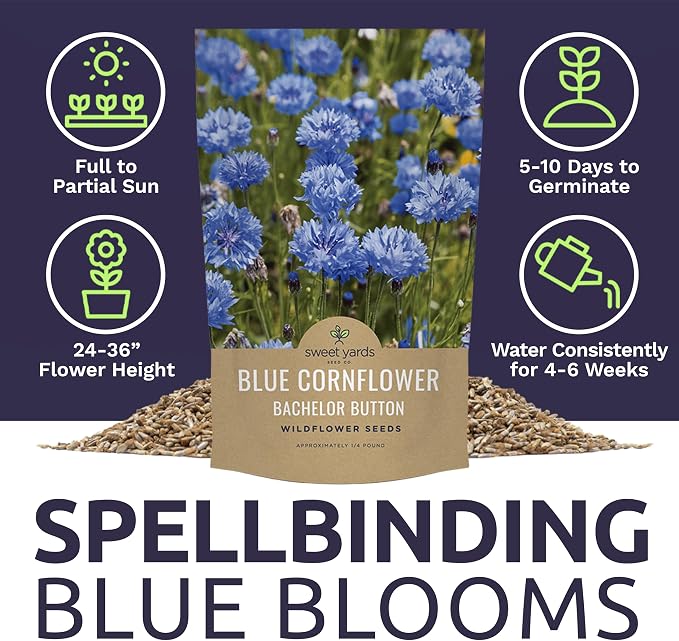 Blue Cornflower Seeds – Bachelor Buttons – Bulk Quarter Pound Bag – Over 20,000 Open Pollinated Non-GMO Wildflower Seeds – Centaurea cyanus
