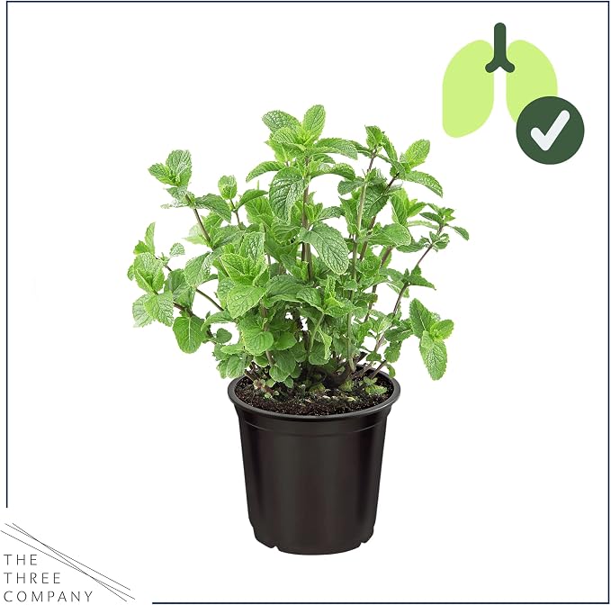 Live Herb - Mint (4 Per Pack), Aromatic and Health Enhancer, Naturally Improves Breathing and Air Quality, 8" Tall by 4" Wide