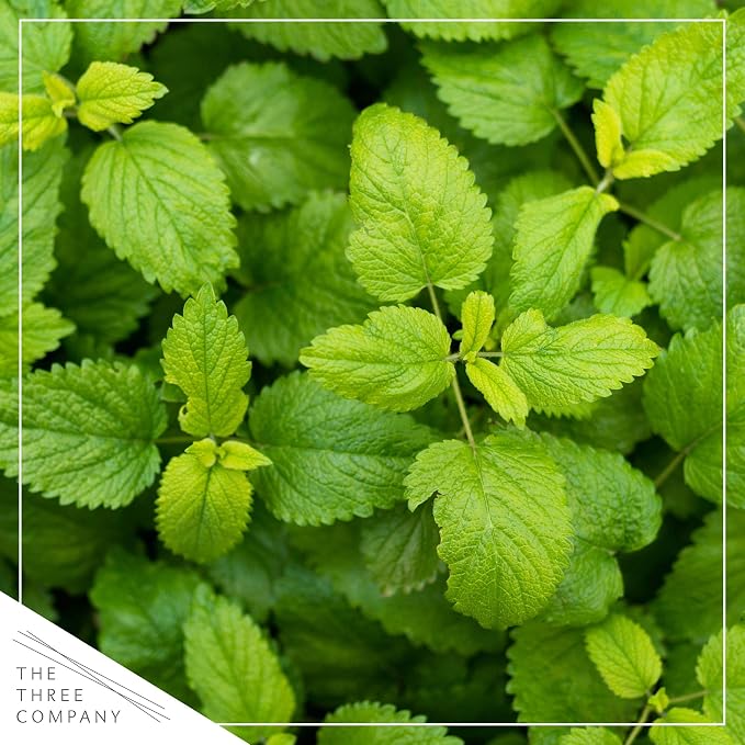 Live Herb - Lemon Balm (4 Per Pack), Aromatic and Health Enhancer, Naturally Reduces Stress and Improves Air Quality, 8" Tall by 4" Wide