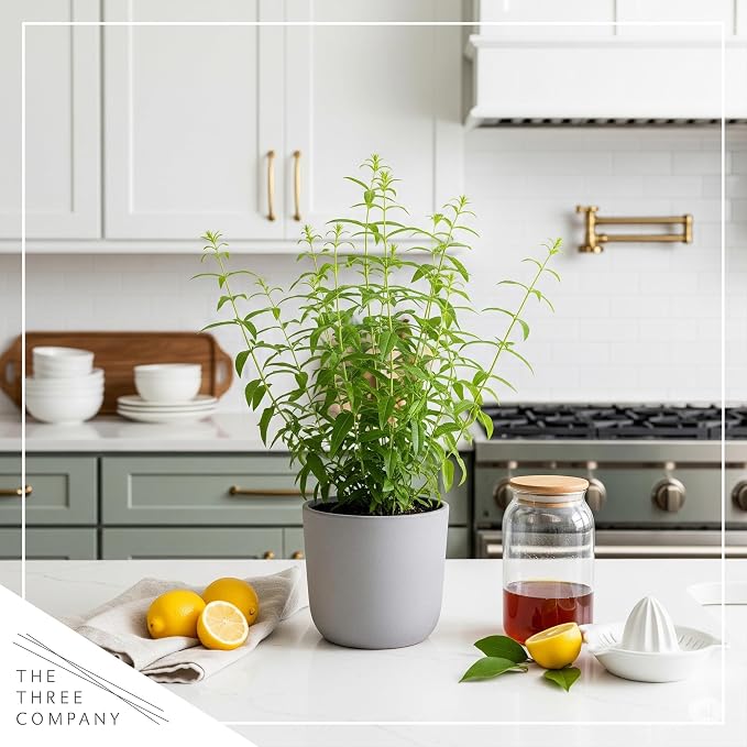 Live Herb - Lemon Verbena (4 Per Pack), Aromatic and Health Enhancer, Naturally Improves Sleep Quality, 6" Tall by 4" Wide in 1 Pint Pot