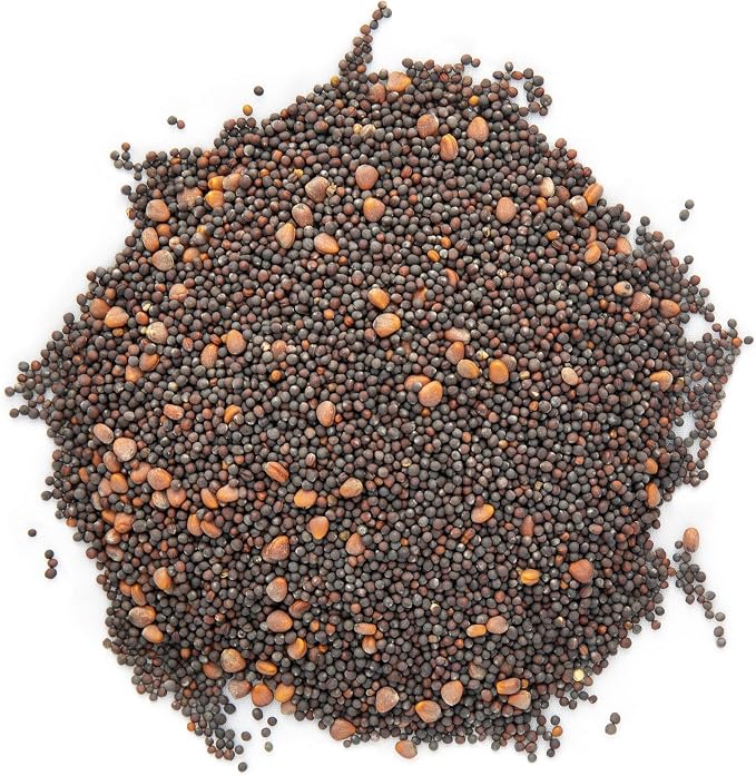 Eastern Sun Asian Microgreen Seeds Mix | Contains Mizuna, Pak Choi, Cabbage, Mustard & Radish Sprout Seeds | Non GMO Heirloom Seeds | Bulk 1 LB Resealable Bag | Rainbow Heirloom Seed Co.