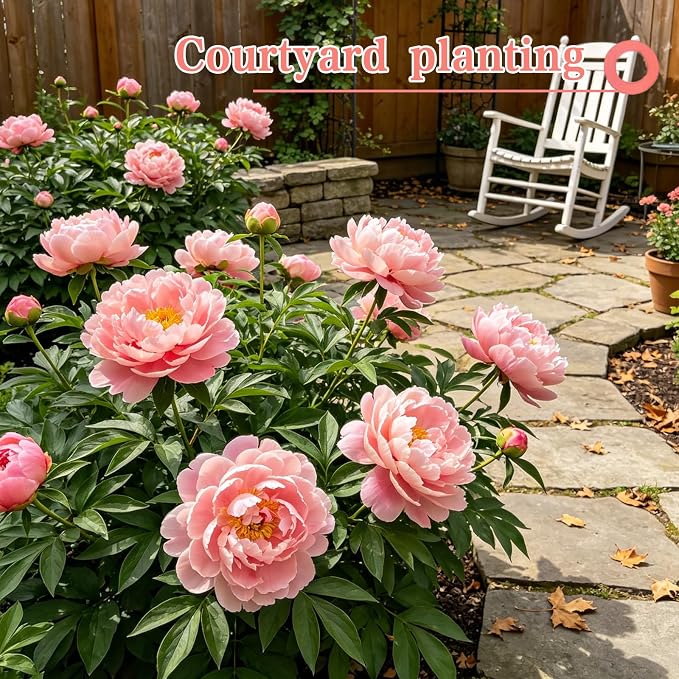 Peony Seeds (Paeonia lactiflora), Long-Lived Perennial Flowers, Large Fragrant Blooms, Lush Double-Style Landscape Focal Point, Pack of 50 Seeds