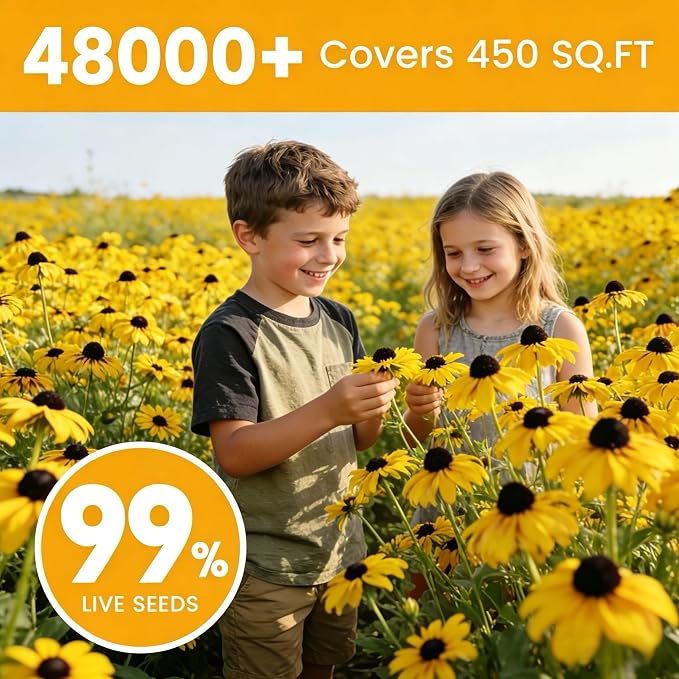 48000+ Black Eyed Susan Seeds for Planting, Perennial Wildflower Seeds for Pollinator Gardens, Heirloom Flower Seeds to Plant Outside & Inside, Borders, Containers, Rudbeckia hirta