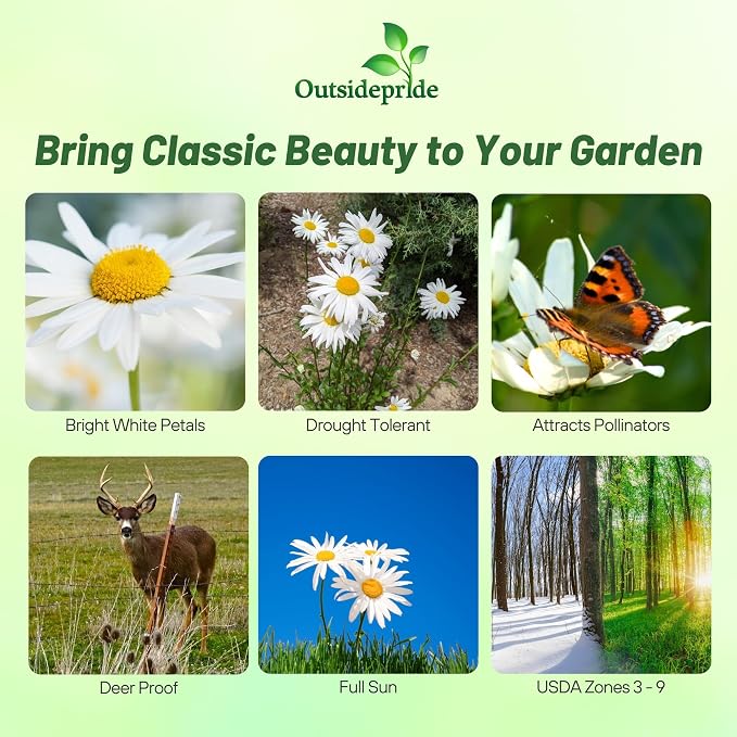 Outsidepride Shasta Daisy Chrysanthemum Seeds - 5000 Pcs. Perennial Deer Proof, Drought Tolerant, Wildflower Seeds for Pollinator Gardens, Cut Flowers & Water-Efficient, Low Maintenance Landscaping