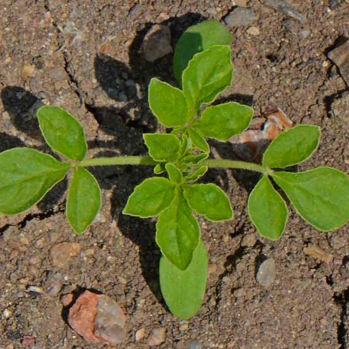 Seed Needs Cleome Seeds for Planting Mixed Annual Flowers 1 Pack