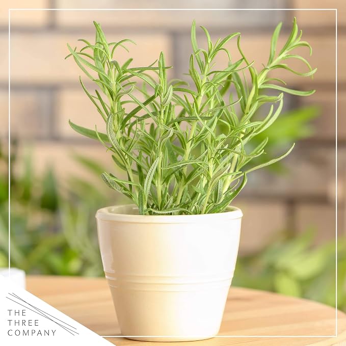 Live Herb - Rosemary (4 Per Pack), Aromatic and Health Enhancer, Naturally Improves Breathing and Air Quality, 8" Tall by 3" Wide