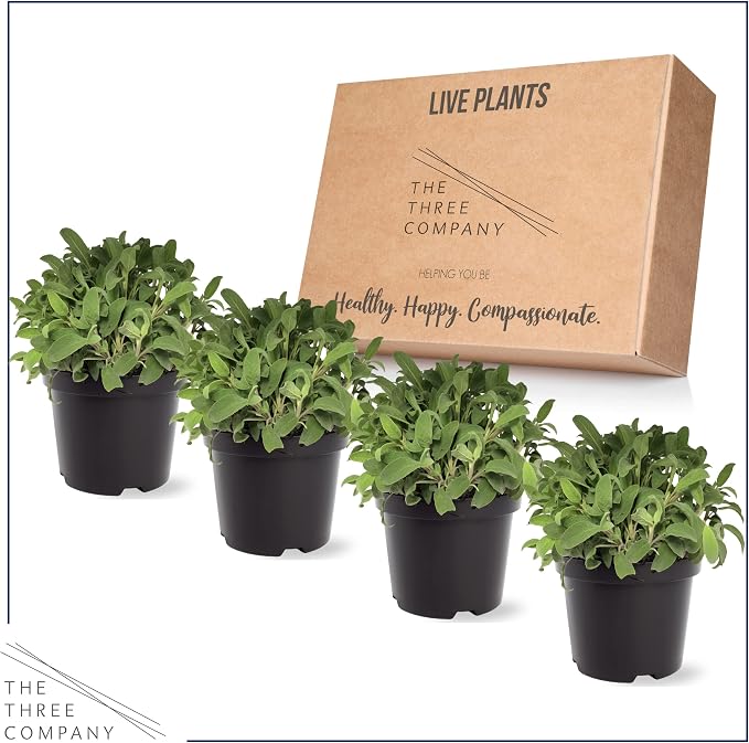 Live Herb - Sage (4 Per Pack), Aromatic and Health Enhancer, Supports Memory and Brain Health, 8" Tall by 4" Wide in 1 Pint Pot