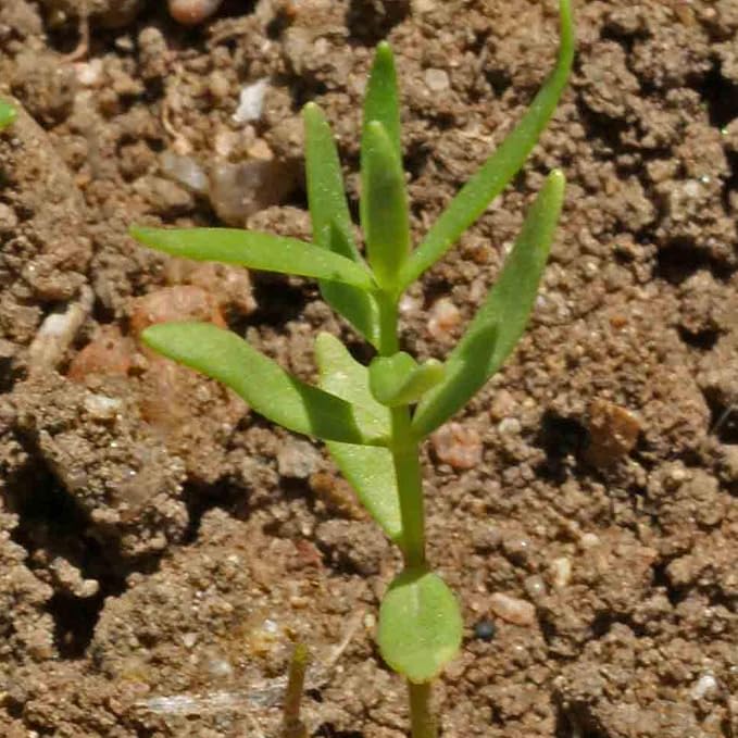 Seed Needs Fairy Bouquet Baby Snapdragon Seeds to Plant Flowers 2 Packs