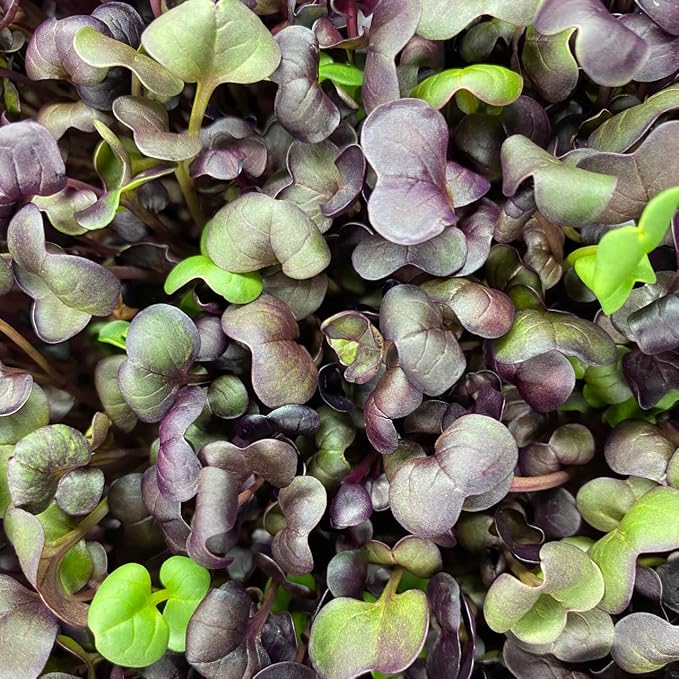 Todd's Seeds Rambo Radish Sprouting Seeds, 1/2 lb – Non-GMO | Striking red/purple sprouts. Ready in 5 days. High concentration of vitamins. Great for salads, sandwiches & sushi.