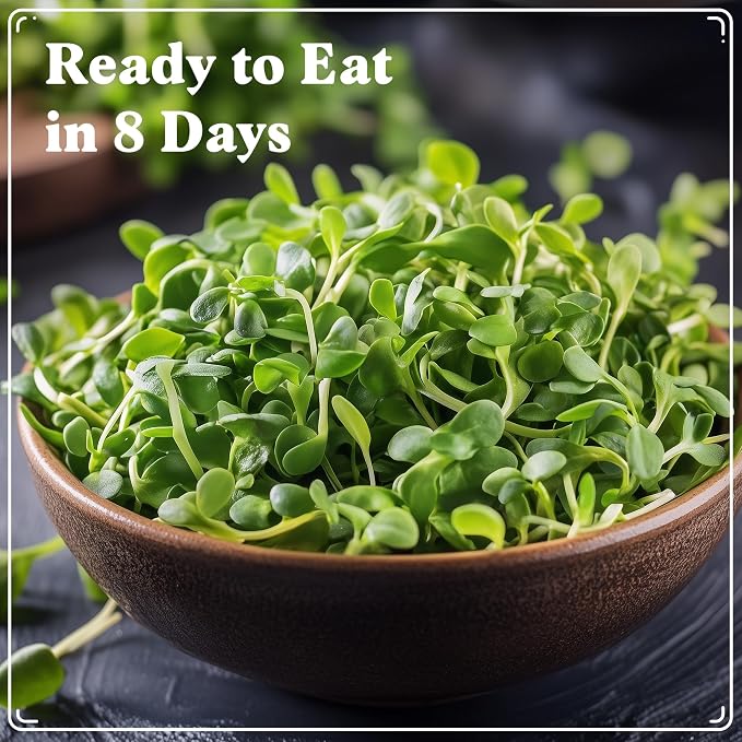 Seedboy Organic Sunflower Seeds for Sprouting - Non-GMO, USA Grown Microgreens Sprouting Seeds Mix - Makes 5 Quarts of Sprouts, 20 Servings (8 oz) (Black Oil Sunflower)