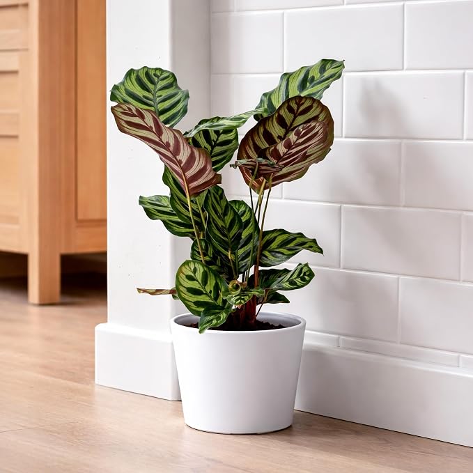 Phoenix Vine 6.6 Inch White Plastic Cachepot with Clear Nursery Pot, Decorative Lightweight Planter Cover with Transparent Inner Pot for Indoor Houseplants, Pack of 2, 24-C-D-2
