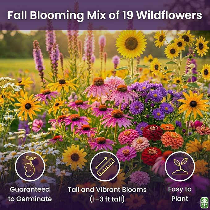 Fall Blooming Mix of Wildflowers